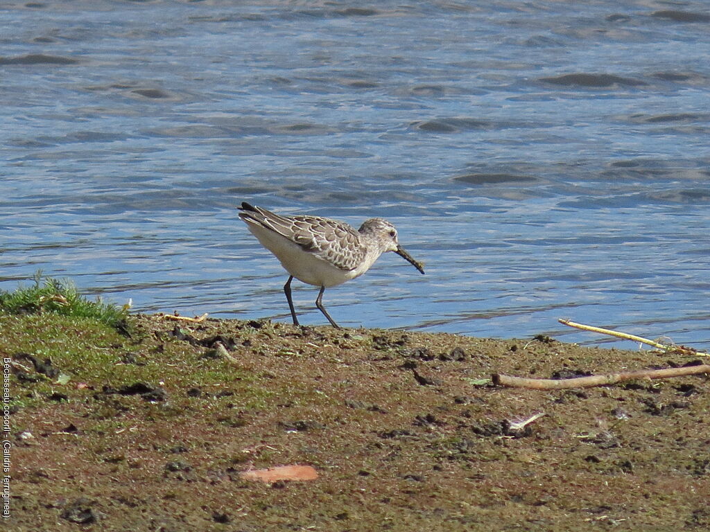 Bécasseau cocorli