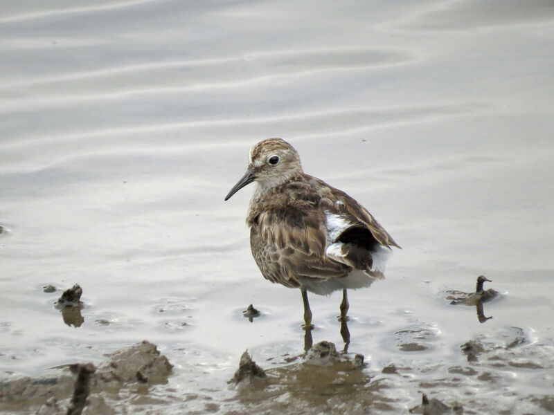 Least Sandpiper