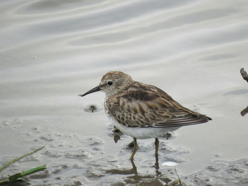 Least Sandpiper