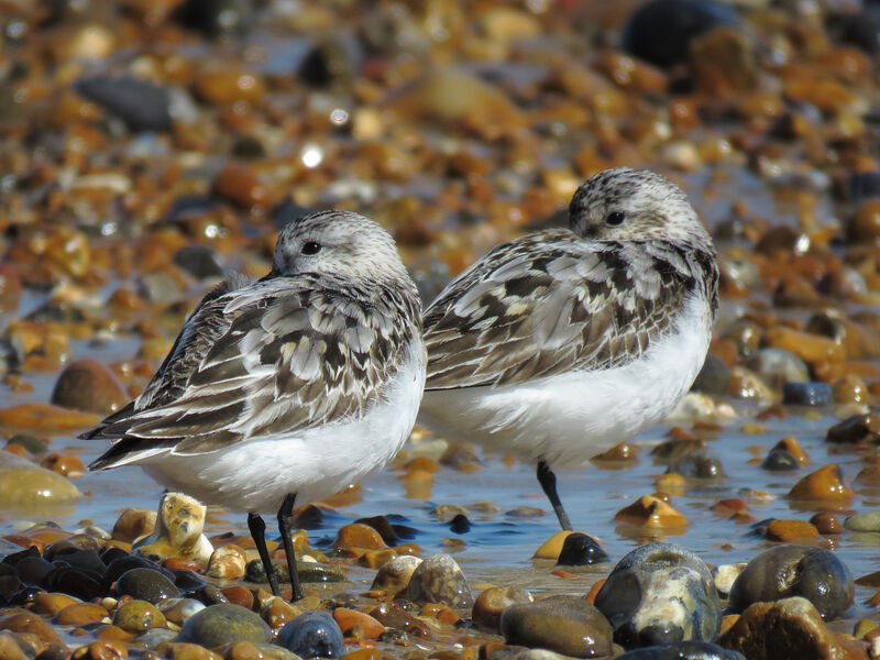 Sanderling