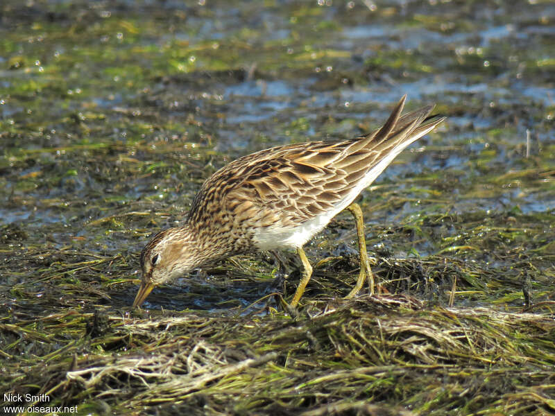 Pectoral Sandpiperadult breeding, fishing/hunting