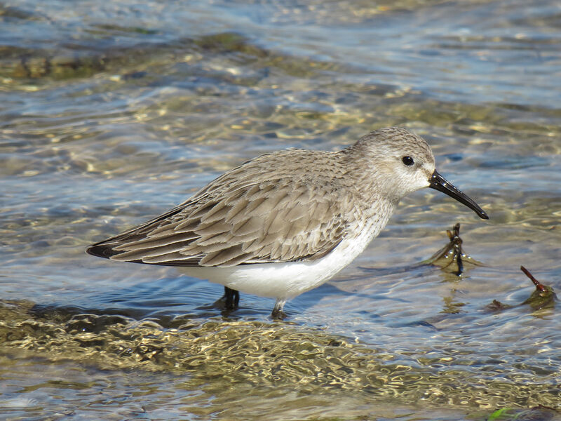 Dunlin