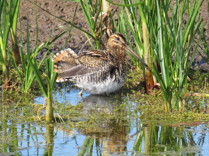 Common Snipe