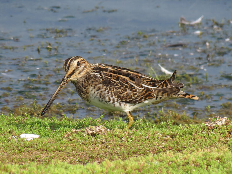 Common Snipe