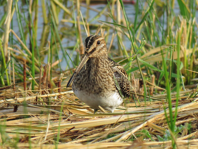 Common Snipe