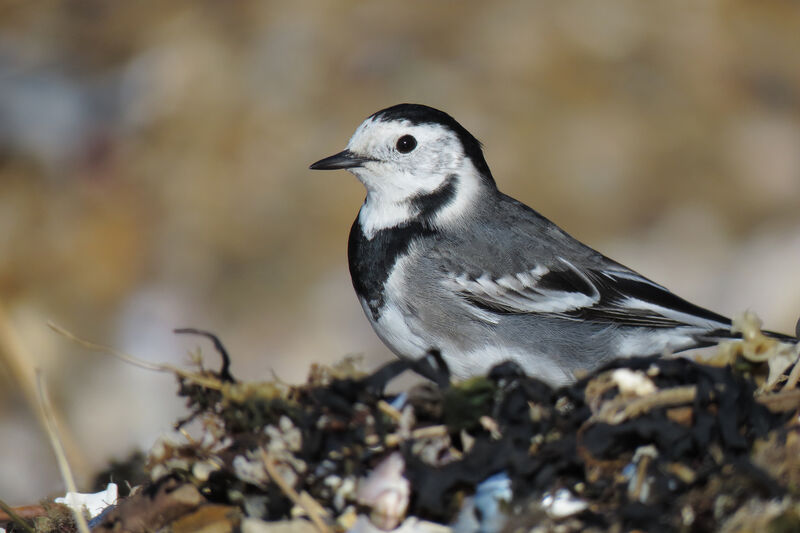 White Wagtail (yarrellii)