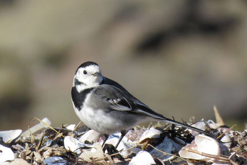 White Wagtail (yarrellii)