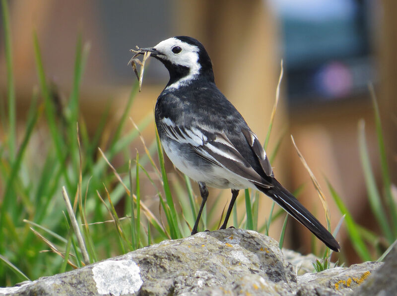 White Wagtail (yarrellii)