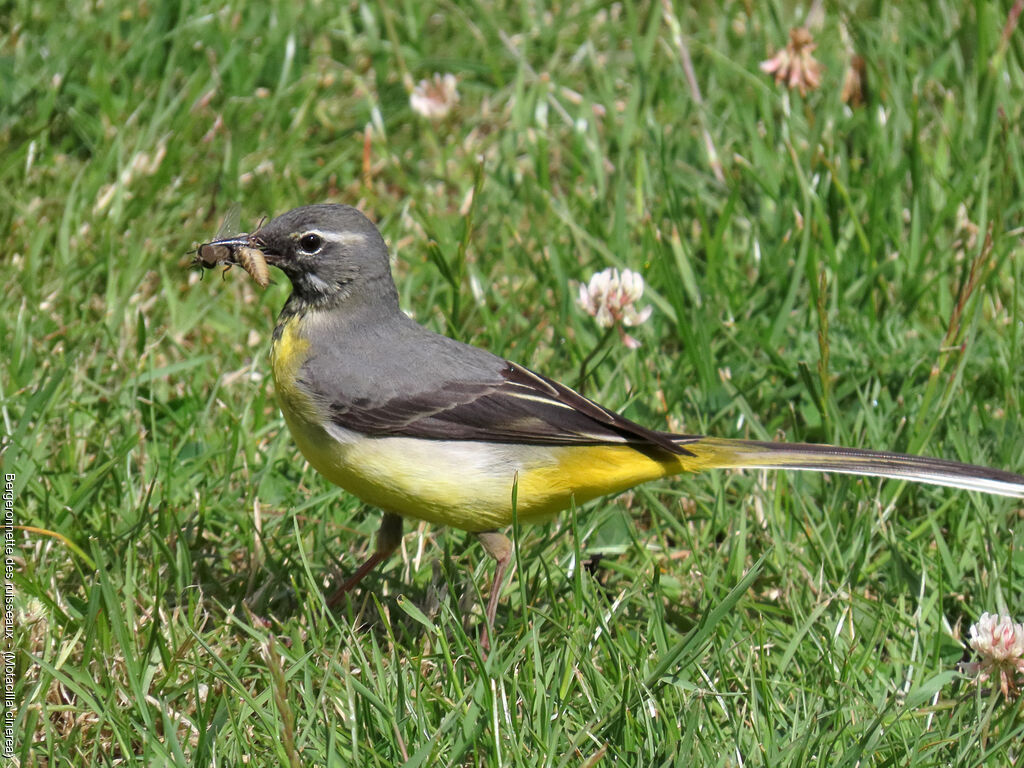 Bergeronnette des ruisseaux