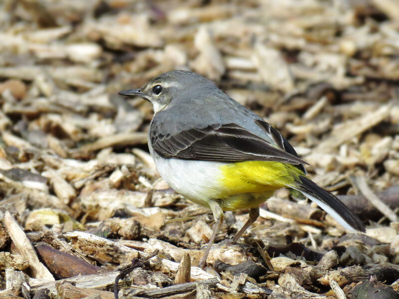 Grey Wagtail