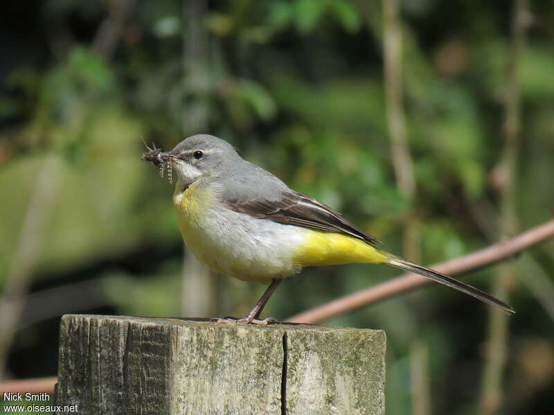 Grey Wagtail female adult, feeding habits