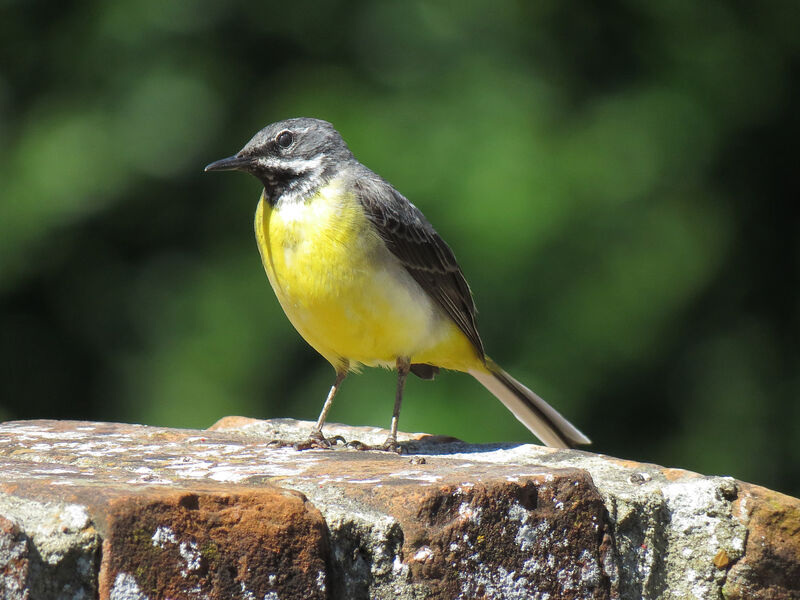 Grey Wagtail