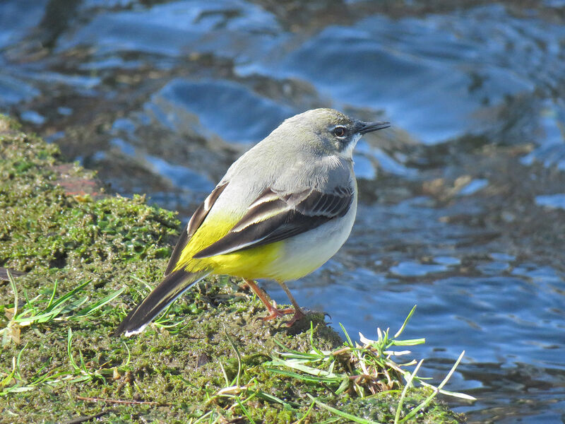 Grey Wagtail