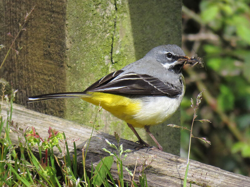 Grey Wagtail