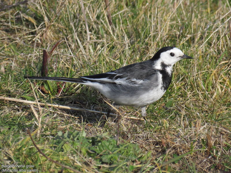 White Wagtail