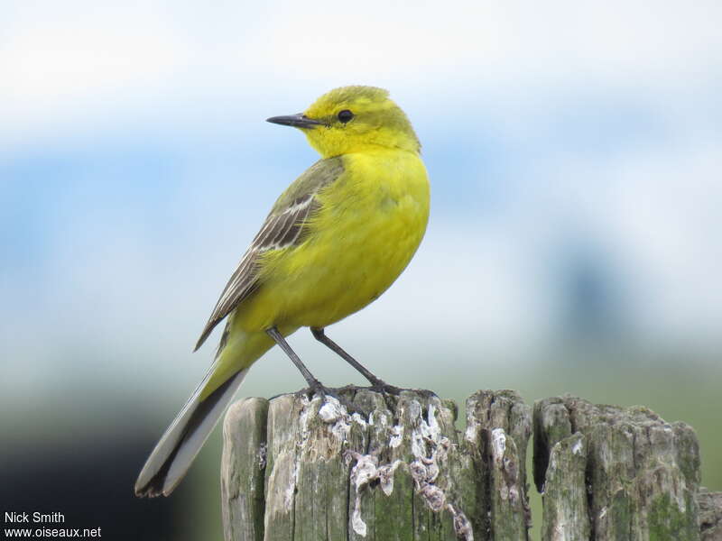 Western Yellow Wagtail male adult, identification