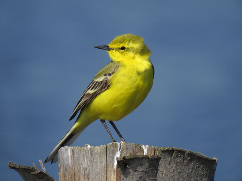 Western Yellow Wagtail