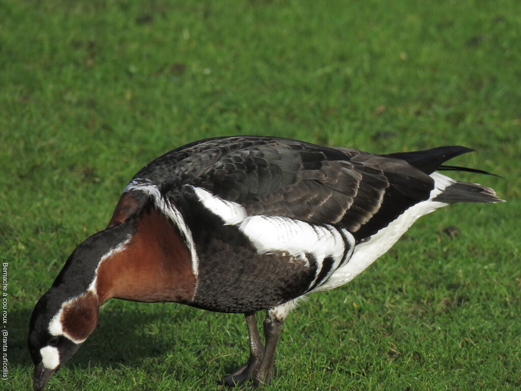 Red-breasted Goose