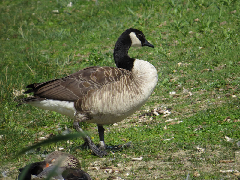 Canada Goose