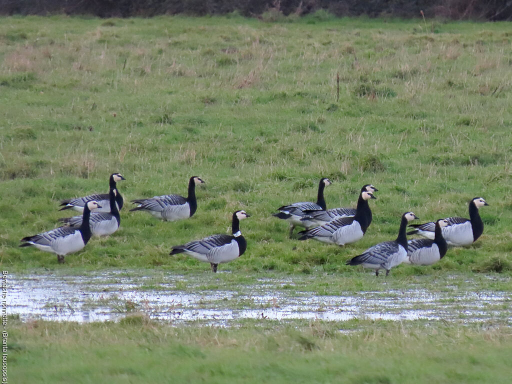 Barnacle Goose