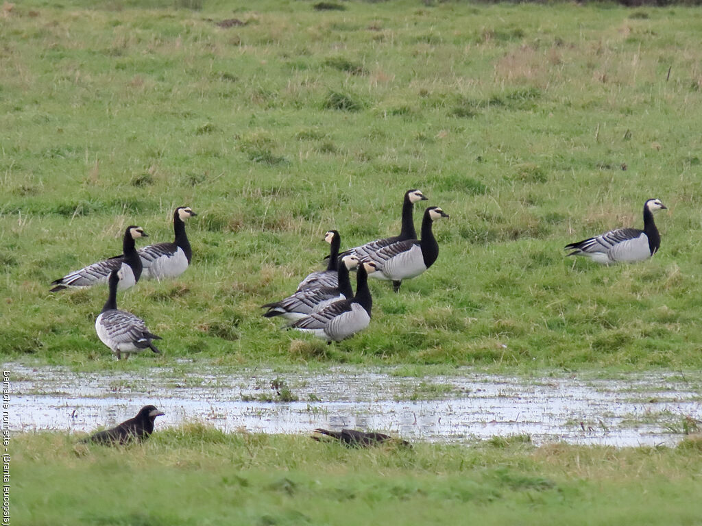 Barnacle Goose
