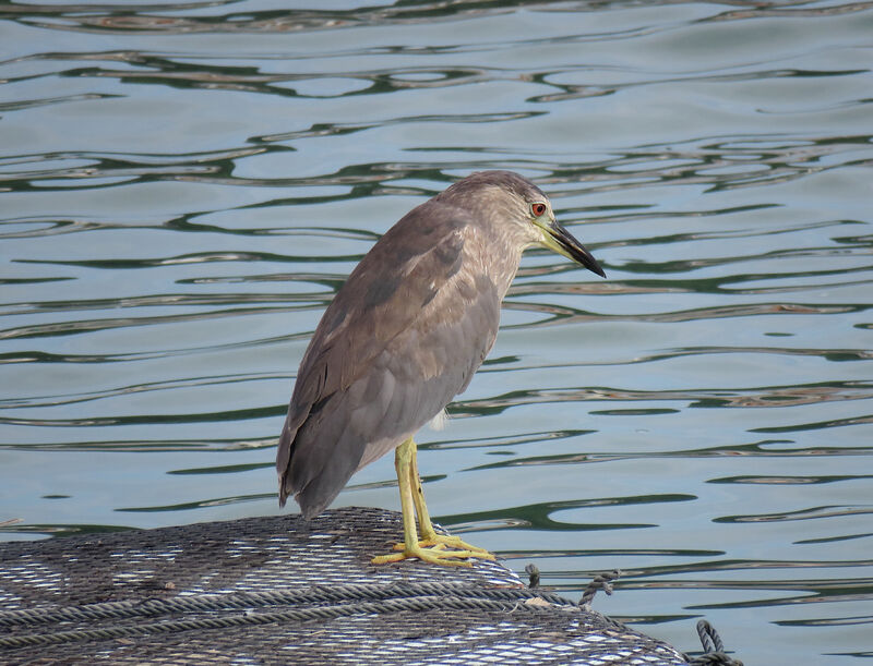 Black-crowned Night Heron