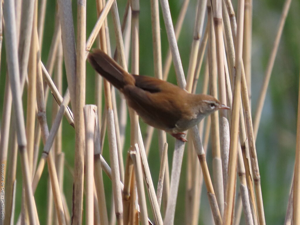 Bouscarle de Cetti