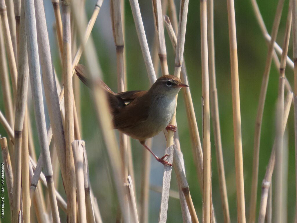 Bouscarle de Cetti