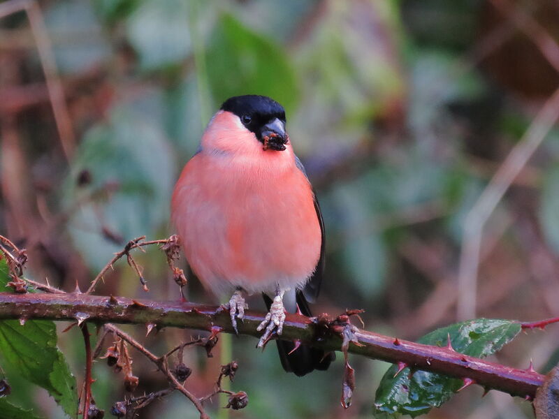 Eurasian Bullfinch