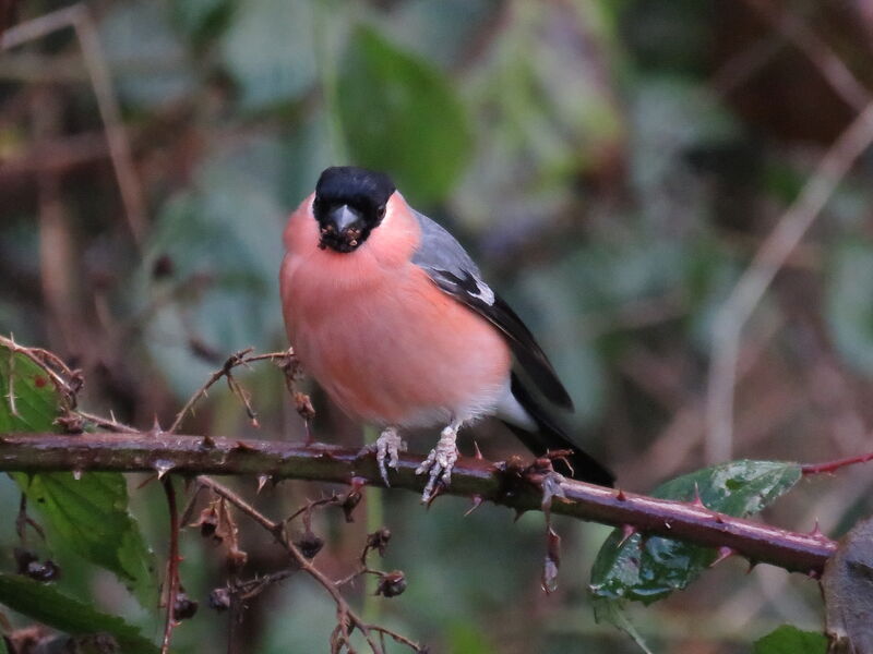 Eurasian Bullfinch