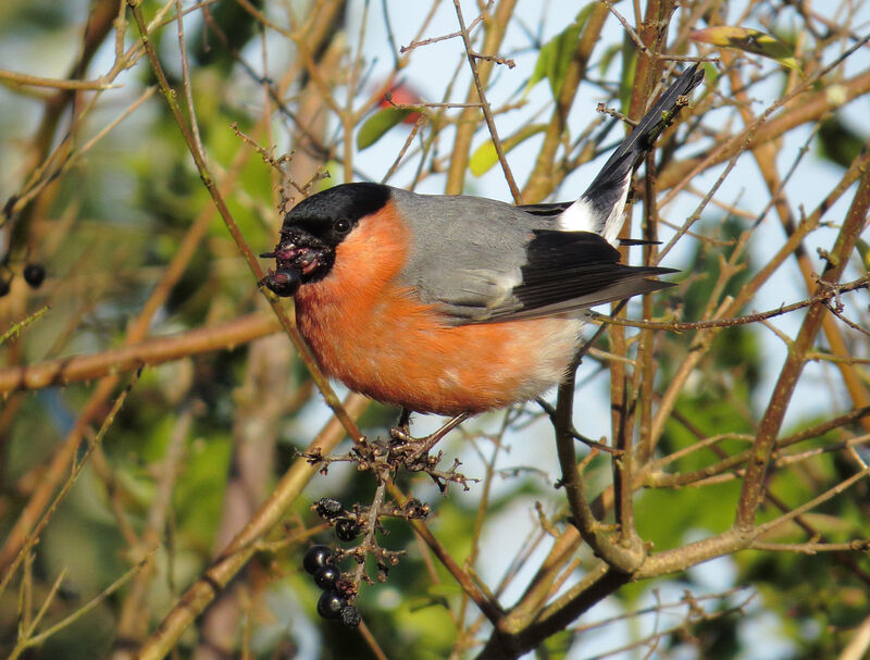 Eurasian Bullfinch male