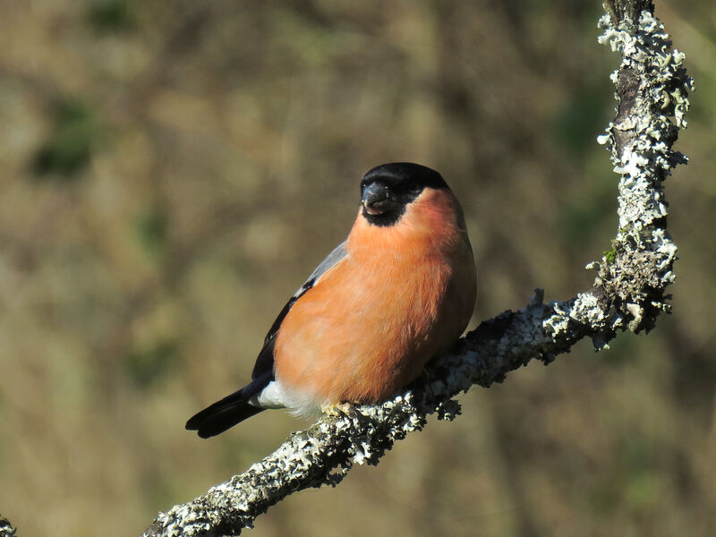 Eurasian Bullfinch male