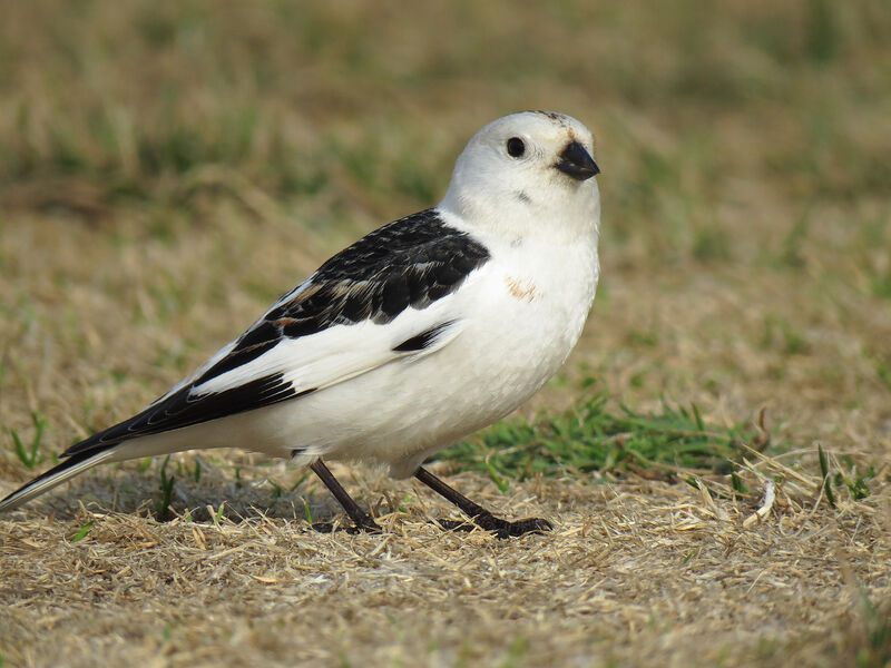 Snow Bunting male