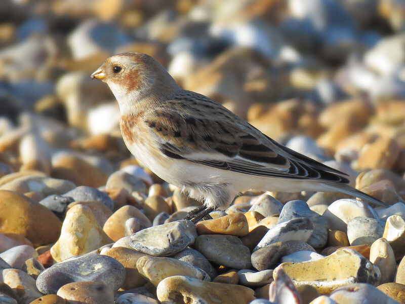 Snow Bunting