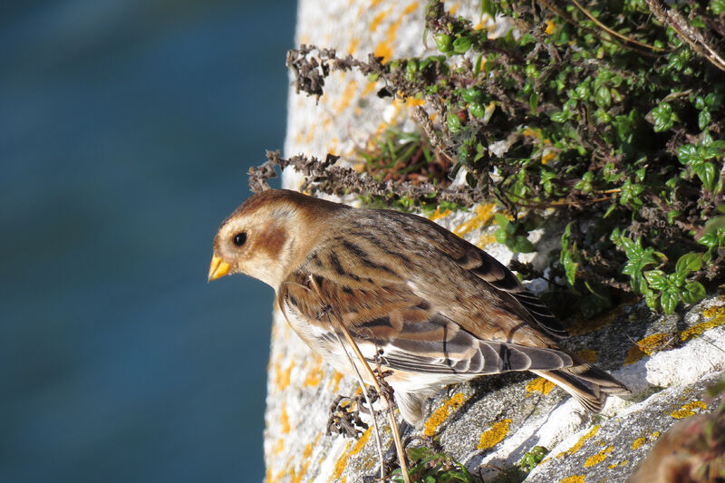 Snow Bunting