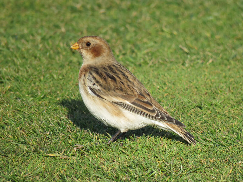 Snow Bunting