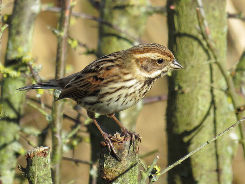 Common Reed Bunting female