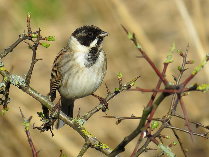 Common Reed Bunting male