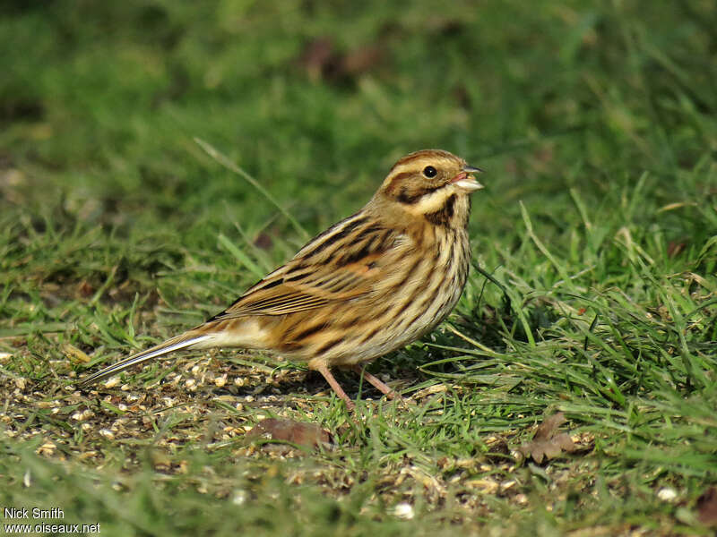 Bruant des roseaux femelle, régime, mange