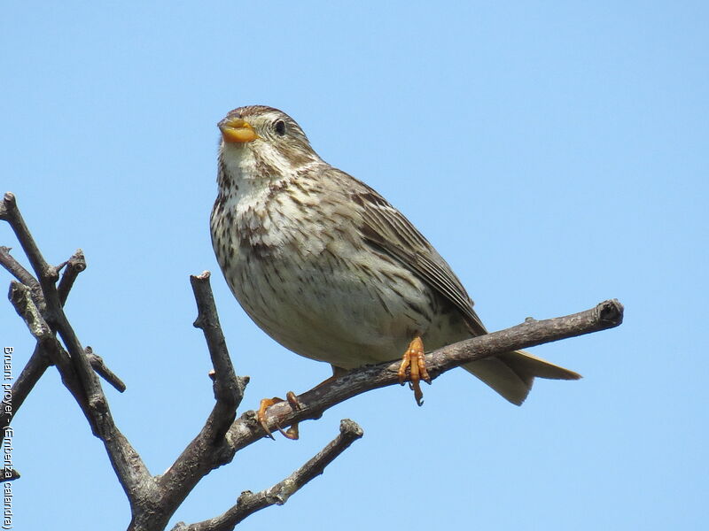 Corn Bunting