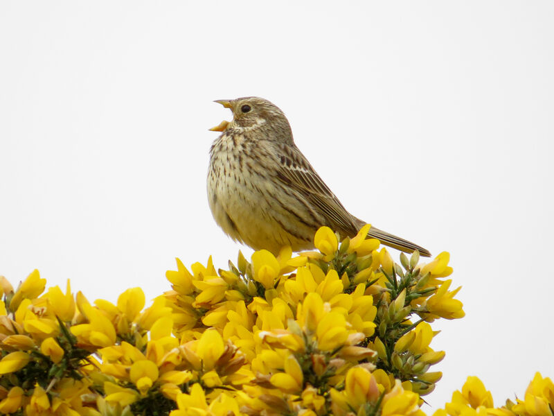 Corn Bunting