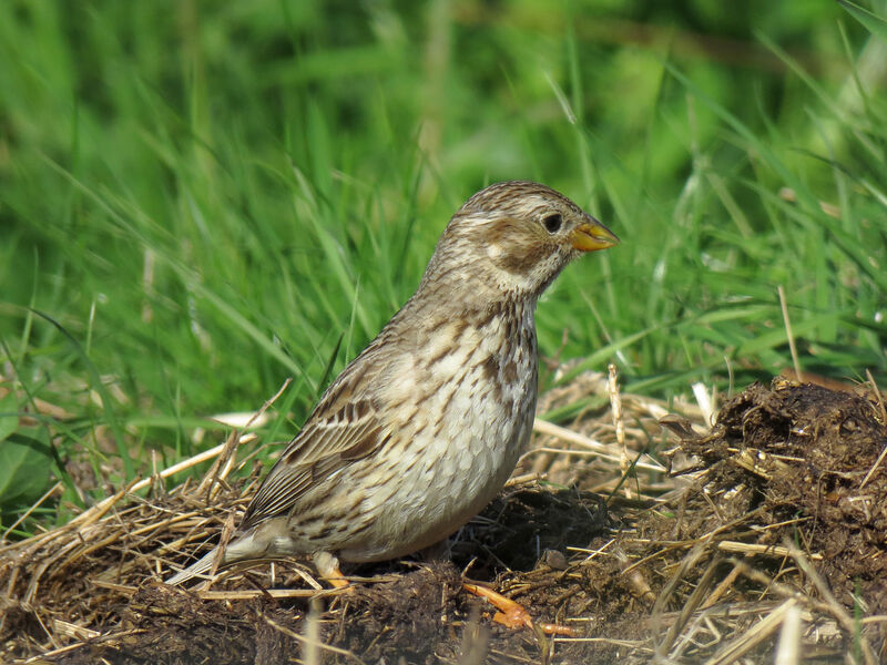 Corn Bunting