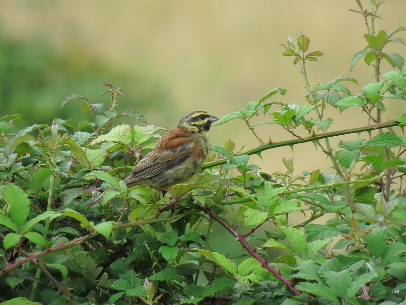 Cirl Bunting