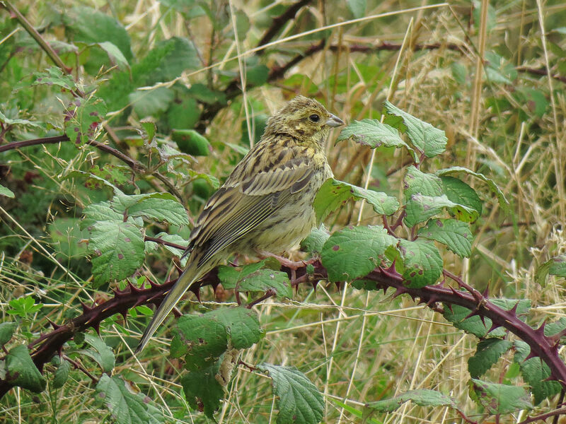 Cirl Bunting