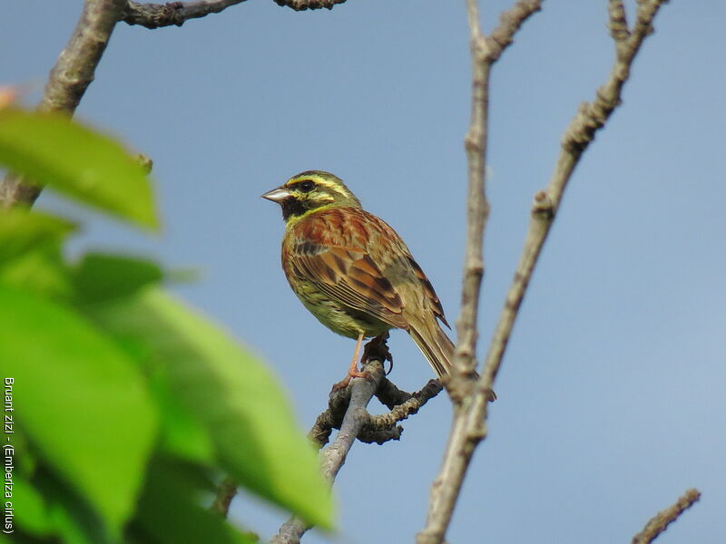 Cirl Bunting