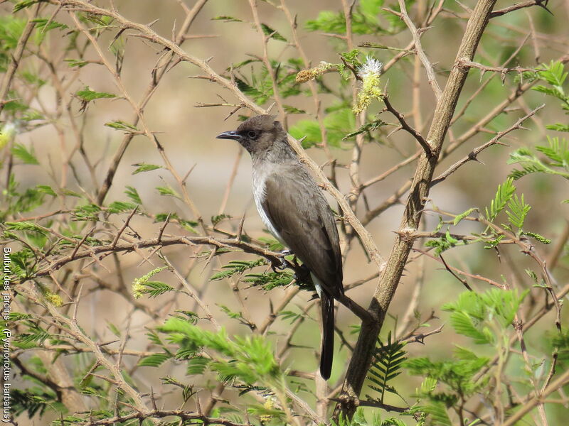 Common Bulbul