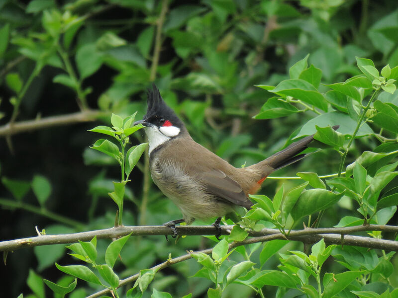 Red-whiskered Bulbul