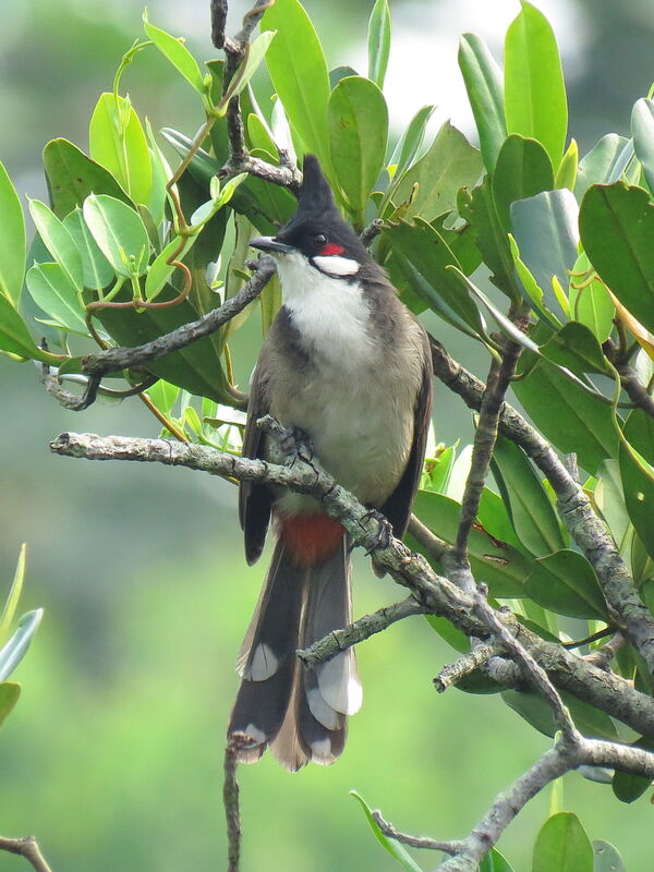 Red-whiskered Bulbul