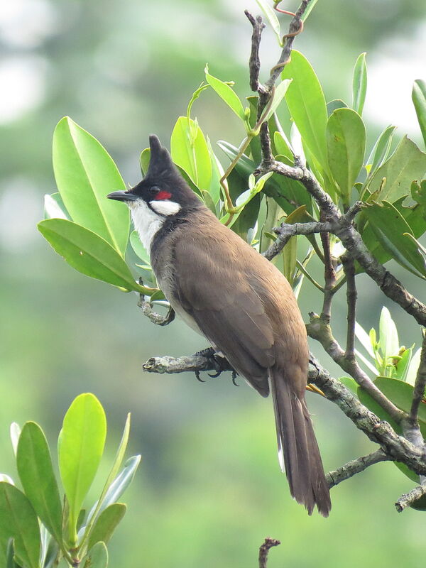 Red-whiskered Bulbul