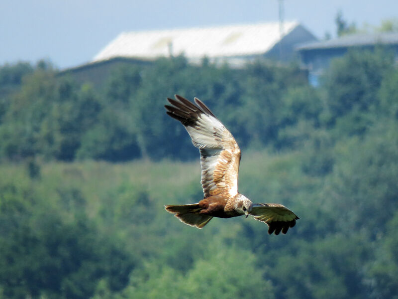 Western Marsh Harrier